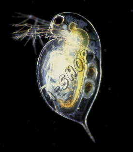 Дафния Пулекс (Daphnia pulex) - стартовая культура