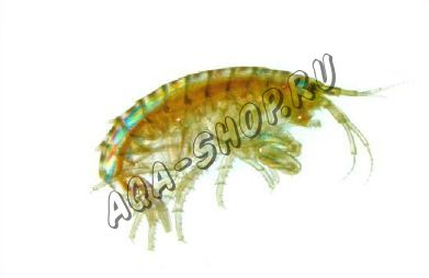 Тропический гаммарус (Gammarus Hyalella azteca) - стартовая культура