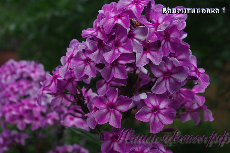 Флокс 'Валентиновка' / Phlox 'Valentinovka'