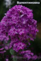 Флокс 'Валентиновка' / Phlox 'Valentinovka'