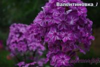 Флокс 'Валентиновка' / Phlox 'Valentinovka'