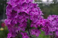 Флокс 'Валентиновка' / Phlox 'Valentinovka'