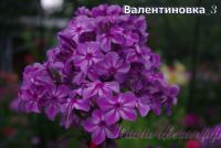 Флокс 'Валентиновка' / Phlox 'Valentinovka'