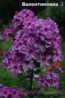 Флокс 'Валентиновка' / Phlox 'Valentinovka'