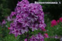 Флокс 'Валентиновка' / Phlox 'Valentinovka'