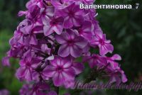 Флокс 'Валентиновка' / Phlox 'Valentinovka'