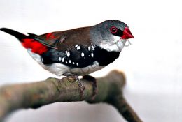 Бриллиантовая амадина (Stagonopleura guttata)