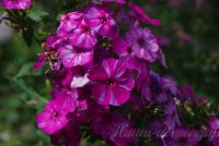 Флокс 'Отумн Джой' / Phlox 'Autumn Joy'