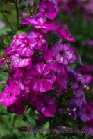 Флокс 'Отумн Джой' / Phlox 'Autumn Joy'