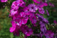 Флокс 'Отумн Джой' / Phlox 'Autumn Joy'