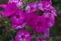 Флокс 'Отумн Джой' / Phlox 'Autumn Joy'