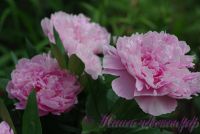 Пион травянистый 'Триумф дю норд' / Paeonia 'Triomphe du Nord'