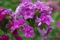 Флокс 'Фаворит' / Phlox 'Favorit'