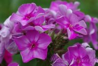 Флокс 'Фаворит' / Phlox 'Favorit'