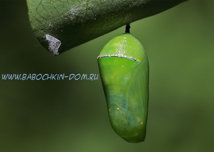 Куколка бабочки Danaus Chrysippus (Данаида Хризипп)