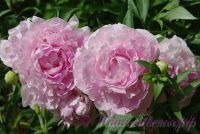 Пион травянистый 'Пинк Гийант' / Peonia 'Pink Giant'