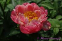 Пион травянистый 'Корал Шарм' / Paeonia 'Coral Charm'