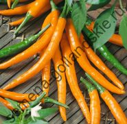 Перец острый "ТАБАСКО АПЕЛЬСИН" (Tabasco Orange) 10 семян
