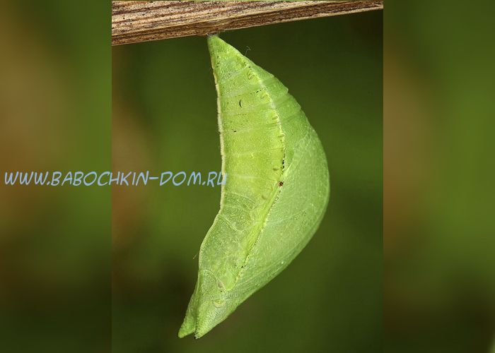 Куколка бабочки Papilio Palinurus (Парусник Палинур)