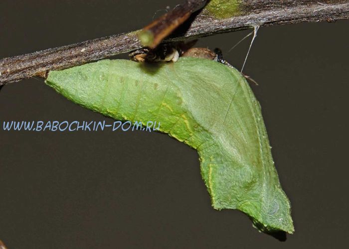 Куколка бабочки Papilio Polytes (Парусник Полит)