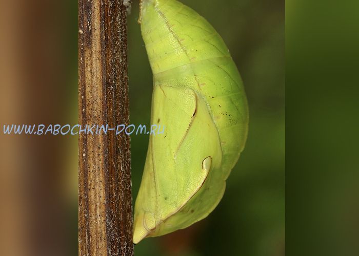 Куколка бабочки Opsiphanes Tamarindi (Опсифана Тамаринди)