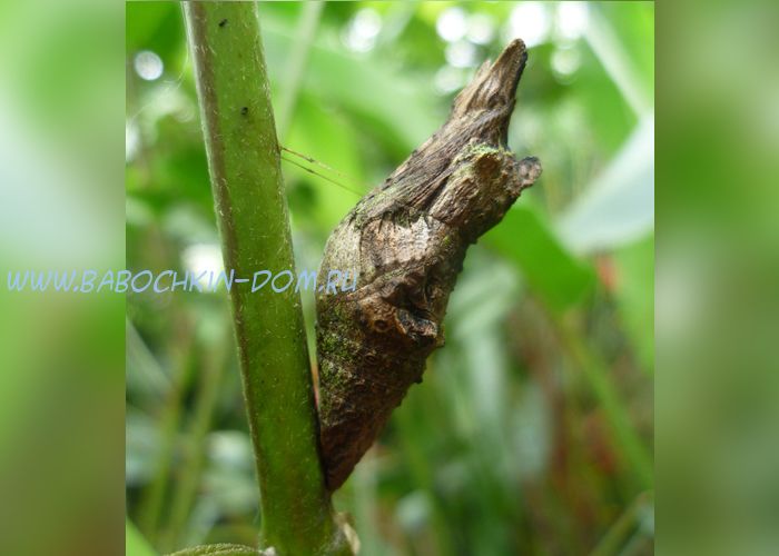 Куколка бабочки Papilio Thoas (Парусник Тоас)