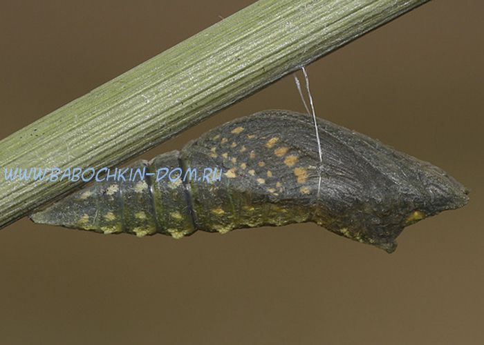 Куколка бабочки Papilio Polyxenes (Парусник Поликсена)