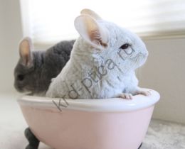 Шиншилла белая (Chinchilla lanigera)
