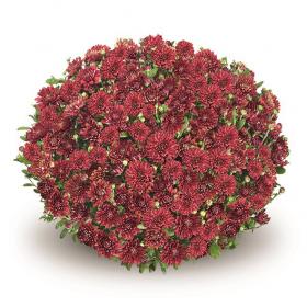 Amiko Red Improved хризантема шаровидная