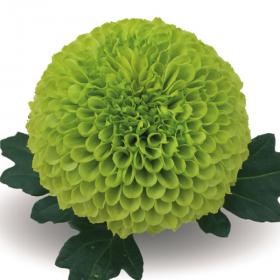 Chirone Green шаровидная хризантема