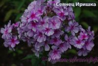 Флокс 'Иришка' / Phlox 'Irishka'