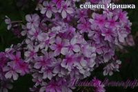 Флокс 'Иришка' / Phlox 'Irishka'