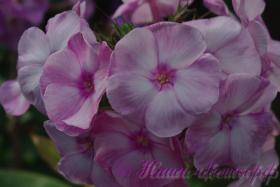 Флокс 'Жанна' / Phlox 'Jeanne'