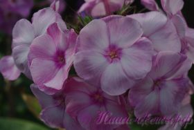 Флокс 'Жанна' / Phlox 'Jeanne'