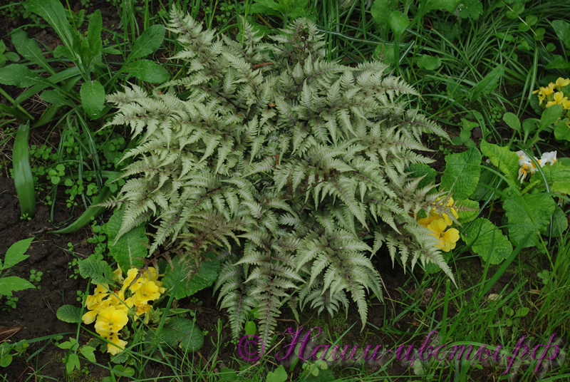 Кочедыжник японский 'Металликум' /  Athyrium niponicum 'Metallicum'