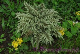 Кочедыжник японский 'Металликум' /  Athyrium niponicum 'Metallicum'