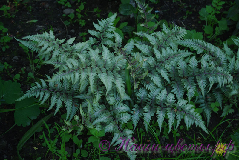 Кочедыжник японский 'Урсулас Ред' / Athyrium niponicum 'Ursulas Red'