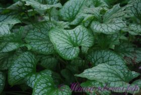 Брунера крупнолистная 'Джек Фрост' / Brunnera macrophylla 'Jack Frost'