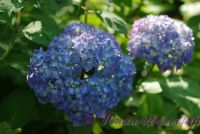 Гортензия крупнолистная "Бесконечное Лето / Hydrangea macrophylla Endless Summer"