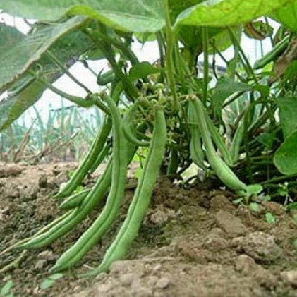 Фасоль овощная "ПАГОДА"