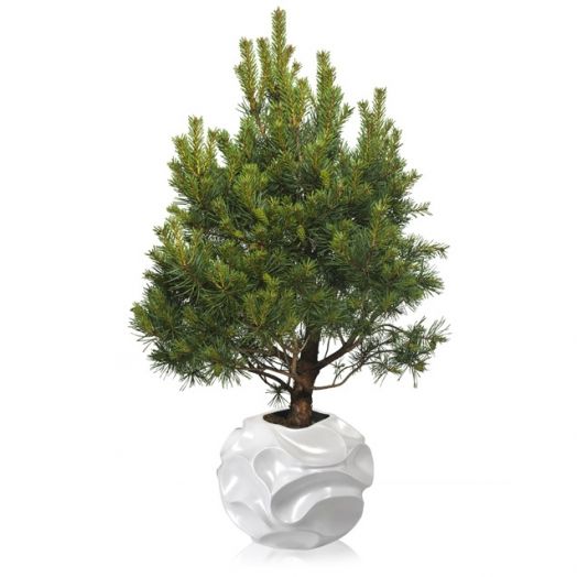 Сосна горная 7 ЦВЕТОВ Варелла С7 H30-40