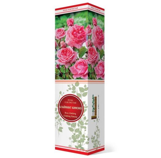 Роза плетистая Клайминг Кимоно