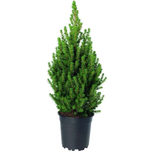 Ель канадская Коника