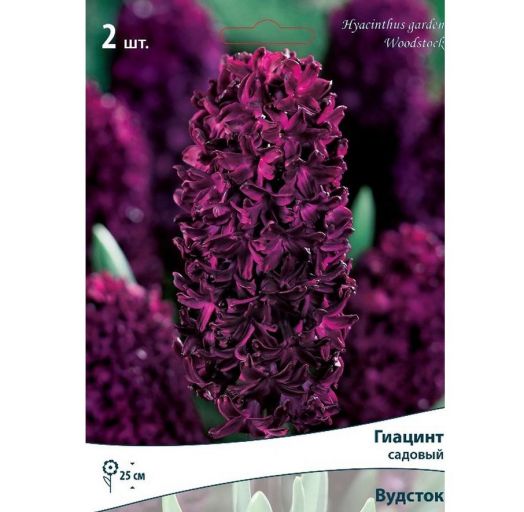 Луковицы Гиацинт Вудсток 2 шт