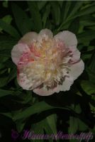 Пион травянистый 'Мутабилис Плена' / Paeonia 'Mutabilis Plena'