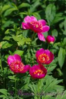 Пион травянистый 'Анемонфлора' / Peonia 'Anemonflora'