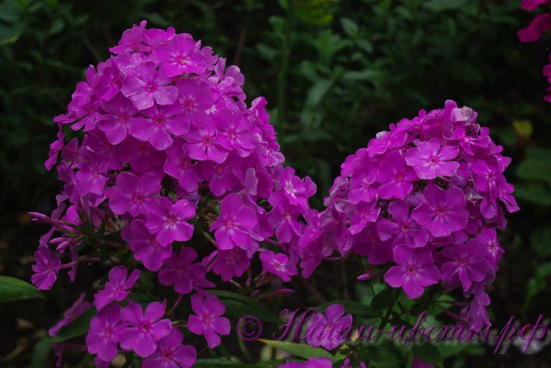 Флокс 'Пирамида Хеопса' / Phlox 'Piramida Heopsa'