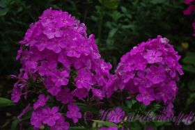 Флокс 'Пирамида Хеопса' / Phlox 'Piramida Heopsa'