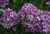 Флокс 'Иришка' / Phlox 'Irishka'