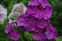 Флокс 'Маскарад' / Phlox 'Mascarad'